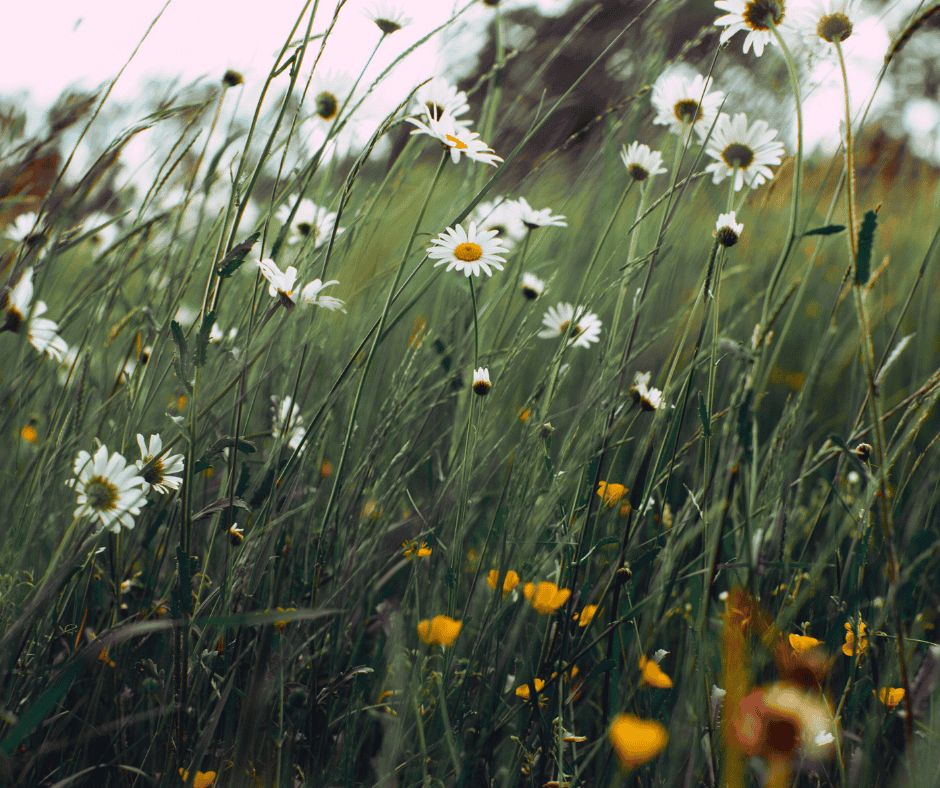 Why Clay Soil Causes Frequent Main Drain Clogs